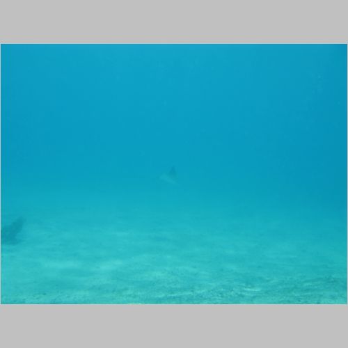 Dive Blue Heron 03-Apr-2010_911.JPG